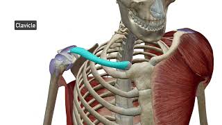 Pectoral Girdle Upper Extremity [upl. by Ahrendt]