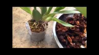 FernCrafts Repotting Wilsonara Orchid May 27 2014 [upl. by Ocirrej]