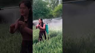 Pesticidespraying process with the backpack adjustable automatic sprayer for the wheat field [upl. by Htebazil]