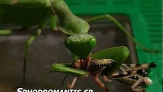 Praying mantis catches locust [upl. by Bourke458]