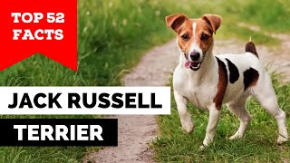 99 of Jack Russell Terrier Owners Dont Know This [upl. by Jayme]