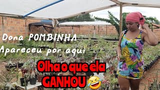 rosa do deserto com folhas amarelas dona pombinha revelou o motivo 🤣 plantas [upl. by Fanchan]