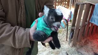 Precious Newborn Pygmy Kids  Goats in Coats Angry Squeels [upl. by Youngman]