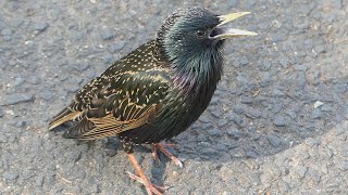 Starling birds variety of calls and sounds [upl. by Helaine130]