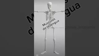 musculosdelalengua medicinauy anatomy medicina anatomia anatomiahumana medstudent [upl. by Nnyleve107]