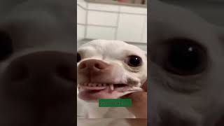 Tente não rir Nível Cachorrinho fia da pu 😂🤣tentanãorir compiladodememes para você fyp memes [upl. by Ollie612]