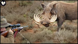 AMERICAN SNIPER TOP 30 SHOTS AMAZING SCENES FROM WILD BOAR HUNTING  Wild Boar Hunting [upl. by Sedruol124]