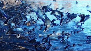 MALLARDS PINTAILS WOOD DUCKS AMBUSHED BY EAGLES RED TAILS WATER FOWL DEER YOTES CASTLE POINT [upl. by Anitap]