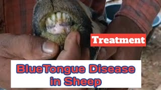 Bluetongue Disease with Treatment in Sheep amp Goat Explained by Weekend Farming YouTube Channel [upl. by Nohsed]