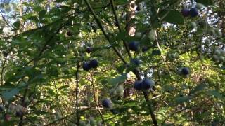 Wild Rabbit Eye Blueberries [upl. by Aikemal]