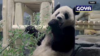 2 giant pandas from China arrive at new home in US [upl. by Gnuoy405]