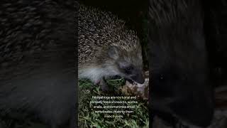 Hedgehogs hedgehog sneaks discovery wildlife [upl. by Joyce495]