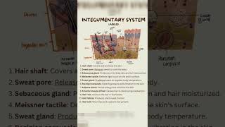 Integumentary system anatomy and physiology by medical20 Integumentarysystem [upl. by Aciret]