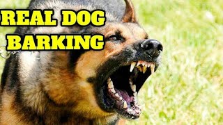 1 HOUR ANGRY DOG BARKING COMPILATION  Barking Video For Dog to Make Your Dog Bark [upl. by Blalock]