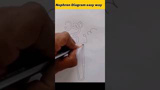 Nephron diagram in easy way  how to draw nephron easily shorts [upl. by Darci]