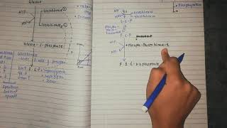 glycolysis part 3  formation of fructose 16 bisphosphate regulation [upl. by Arracahs]