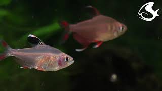 Rosy tetra  Hyphessobrycon rosaceus [upl. by Ahsemit]