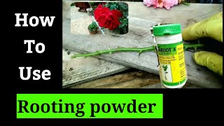 How to use Rooting Powder to propagate Roses [upl. by Iaoh]