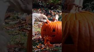 Untitled Goose Game IRL Halloween Edition [upl. by Phox]