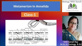 Metamerism In Annelida  Class1  BSc 2nd Semester Zoology  Non Chordates biologywithsonali [upl. by Diella]