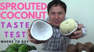 Delicious Sprouted Coconut Taste Test  Where You Can Buy [upl. by Nagle]