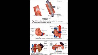 Pancreas Relations Anatomy Quick Revision University Exam [upl. by Wales]