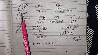 Herdmania  Lec01 External morphology of Herdmania  Bsc 2 year  Zoology Notes in Hin amp Eng [upl. by Eisnyl361]