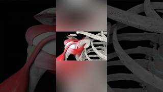 Shoulder Labral Tear Repair medicalanimation health shorts [upl. by Orferd]