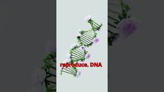 Video Title What is DNA and How Does It Work  Explained in 1 Minute nature dna science [upl. by Ynnaffit112]