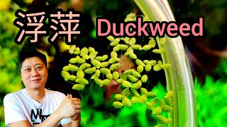 浮萍 圈養漂浮環製作 浮水性植物 生態水草缸遮光淨化水質 duckweed cultivation with floating ring in aquarium fish aquatic plant [upl. by Reg]