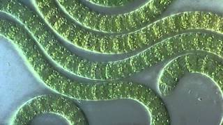 Cyanobacteria under microscope [upl. by Norabel]