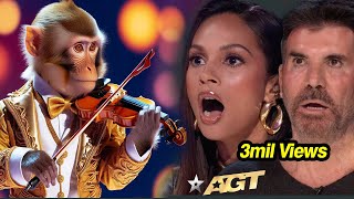 First Monkey to Play an INSTRUMENT on AGT Emotional Audition  Everyone Tears agtmagic viralvideo [upl. by Balfour823]