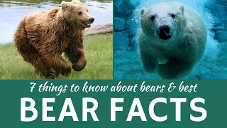 Bears 7 Facts about Wild Predators Grizzly Brown and Polar Bear [upl. by Brie]