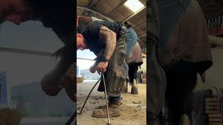 swolfendenfarriers 🐴 horse horsecare farrier fyp [upl. by Hujsak]