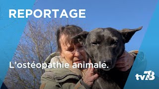 À la découverte de lostéopathie pour animaux [upl. by Nedyah]