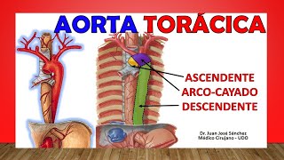 🥇 Anatomía de La AORTA TORÁCICA Relaciones Ramas Fácil Explicación [upl. by Eicak393]