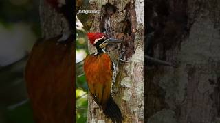 woodpecker bird shortsviral [upl. by Jania801]