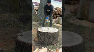 Strong hornbeam tree woodworking firewood [upl. by Ahsenra]