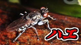 獲物を探すカマバエの一種？ Ochthera sp （flies、鎌蠅） [upl. by Janice888]