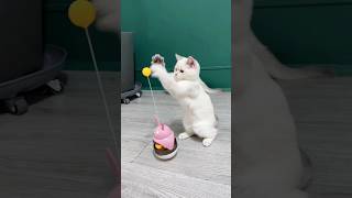 This is a good fun for cate Cate animals cat kitten animals catlover pets anime [upl. by Acim]