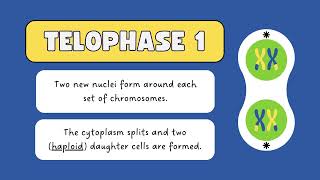 meiosis and its phasesA deep dive  meiosis class 9  meiosis and mitosis [upl. by Indys]