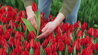 Farmer florist picking flowers in flowerbed for sale at farmers market Closeup of farmers hands [upl. by Niatsirt]