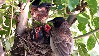 Nightingale bulbul babies are hungry and parents are tired when feeding BirdPlusNest [upl. by Blain594]