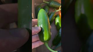 Amazing Jalapeños from the farmers market spicyfood cookingathome [upl. by Diet]