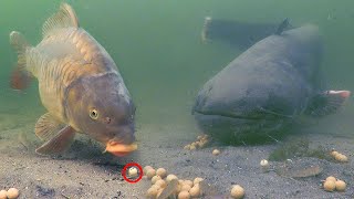 Is it possible to catch a catfish with boilies [upl. by Stefano656]