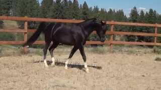 Black Arabian Stallion DA Sir Dierich At Liberty July 2015 [upl. by Hadden]