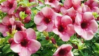 Potted Purple Allamanda A Tropical Beauty for Your Garden [upl. by Llevol896]