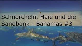 Schnorchel Haie und die Sandbank  Bahamas 3 [upl. by Ydissak]