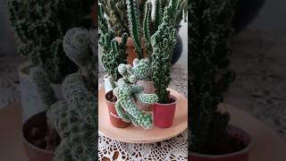 COŞTUKÇA COŞAN PERİBACA KAKTÜSÜ VE DİĞER KAKTÜS TÜRLERİM CACTUS KEŞFET YOUTUBEVIDEO SHORTSVIDEO [upl. by Siahc]