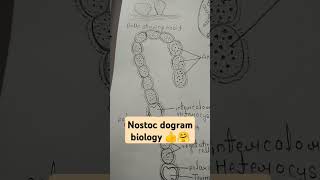 botany diagram nostoc important structure nostoc youtubeshorts biology imp shortvideo 💯💯💯👍 [upl. by Nevag]